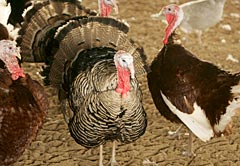 Picture of Heritage Turkey